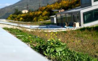 The enormous bio-diversity of the 1 m strips of grass sods along the roof edge will extend to the other areas of the roof over time. © Danil Kolodin / Tim Flynn architects Flowering plant on a grass roof
